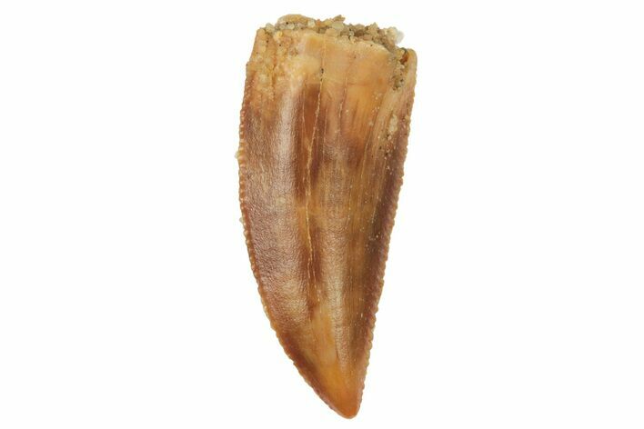 Serrated, Raptor Tooth - Real Dinosaur Tooth #228797